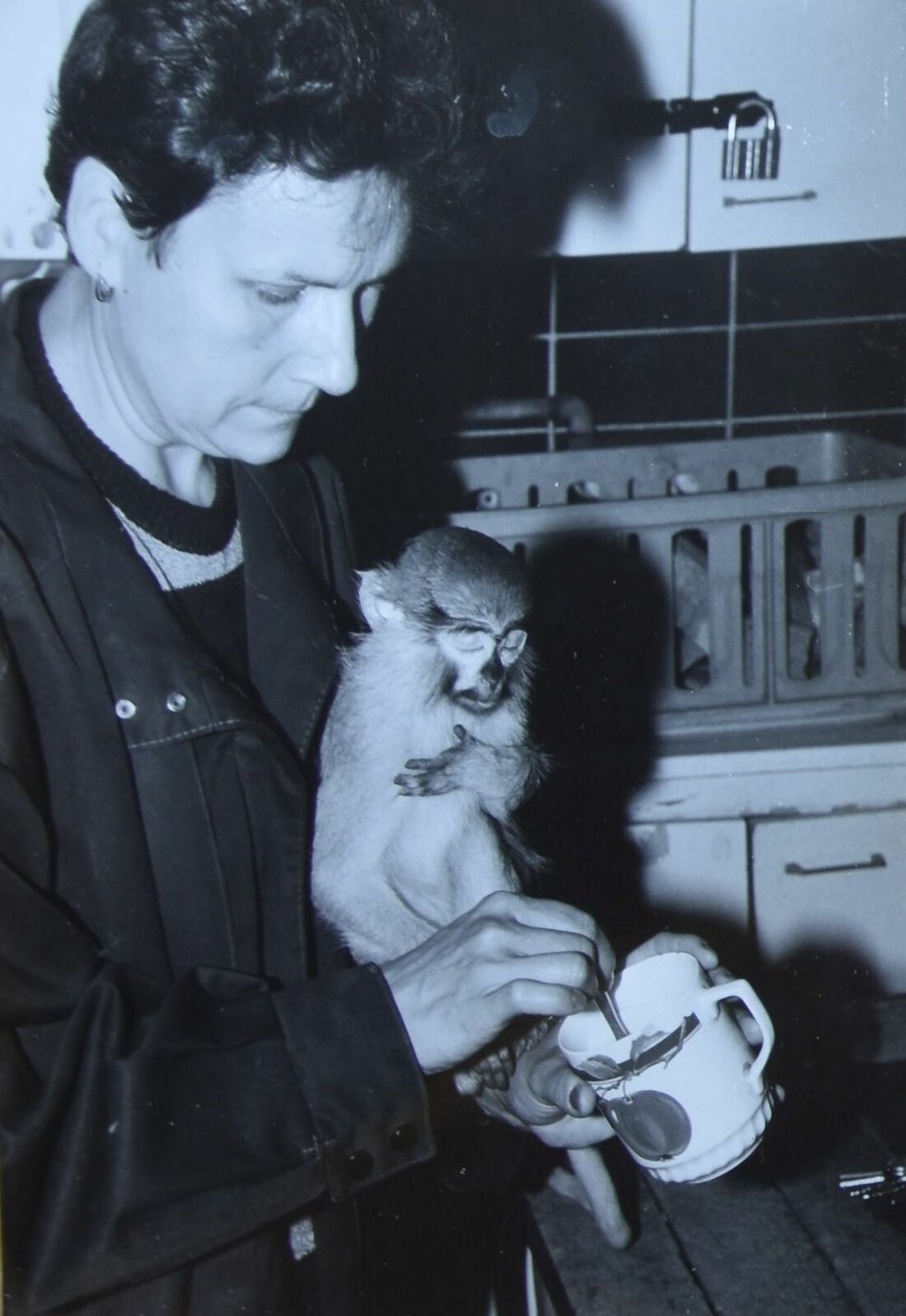 Rok 1993: Růžena krmí doma v bytě mládě kočkodana husarského