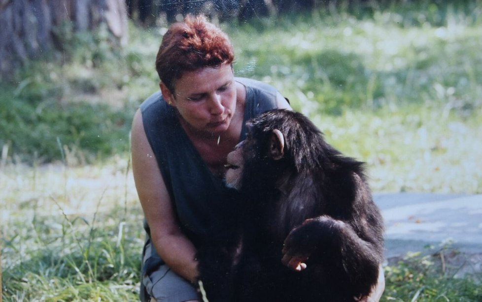 Rok 1996: Růžena se šimpanzem ve výběhu v zoo.