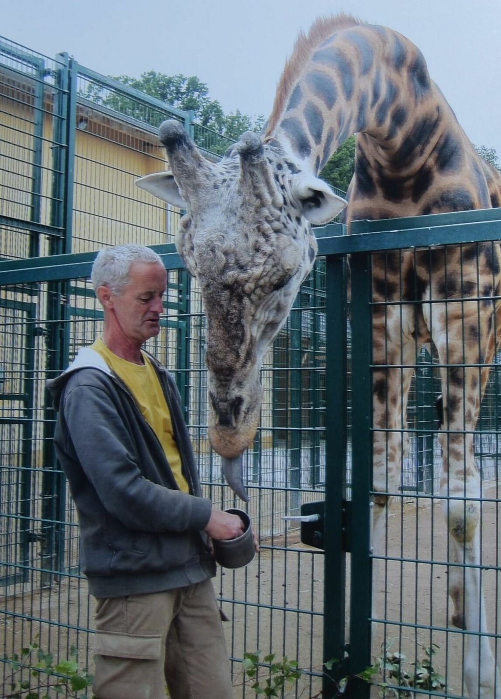 Rok 2019: Tomáš u žiraf.