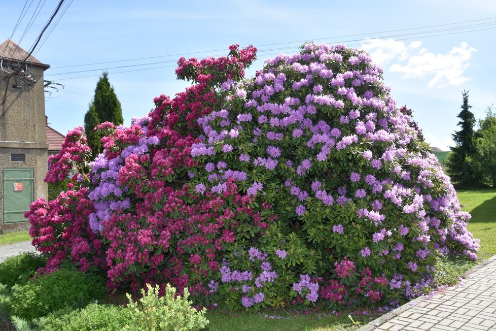 Rozkvetlá barevná krása je k vidění v Jarově na jižním Plzeňsku. Keře rododendronů obsypané fialovými a červenými květy rostou přímo před obecním úřadem. Místní jsou na ně pořádně pyšní.
