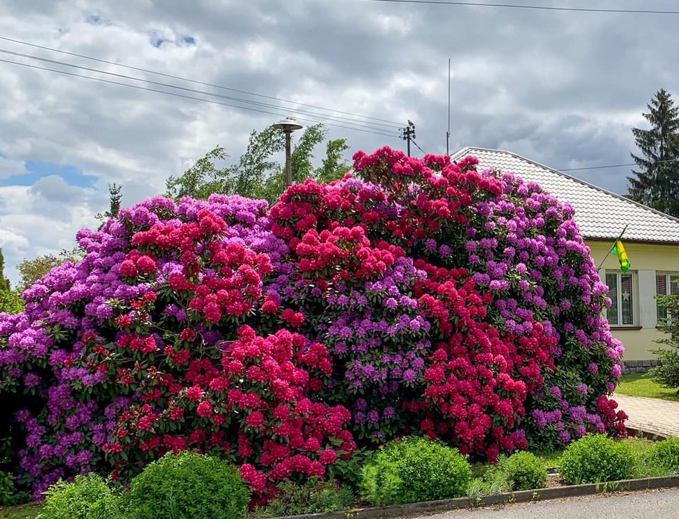Rozkvetlá barevná krása je k vidění v Jarově na jižním Plzeňsku. Keře rododendronů obsypané fialovými a červenými květy rostou přímo před obecním úřadem. Místní jsou na ně pořádně pyšní.