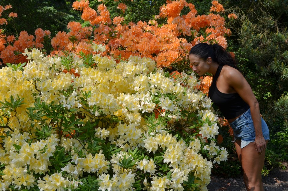 V Arboretu Nový Dvůr u Opavy rozkvetly miliony rododendronů.