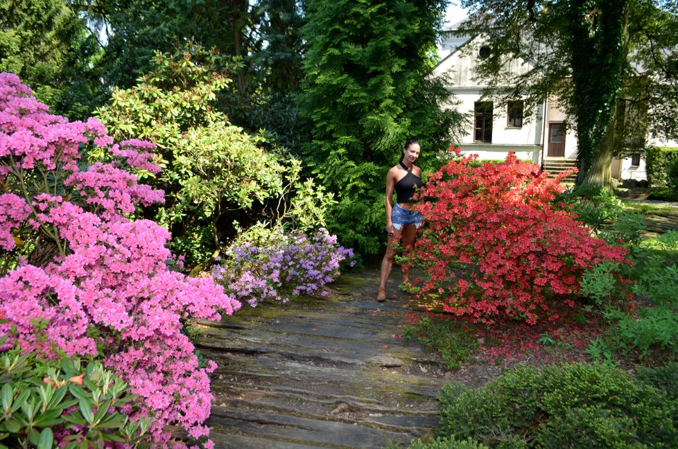 V Arboretu Nový Dvůr u Opavy rozkvetly miliony rododendronů.