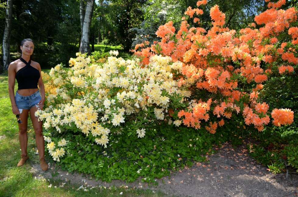 V Arboretu Nový Dvůr u Opavy rozkvetly miliony rododendronů.