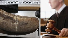 Chtěli nelegálně prodat nosorožčí roh: Odsouzený policista s kumpány se proti rozsudku odvolali