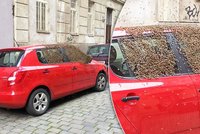 Majitele auta čekal v centru Prahy šok. Vůz měl obsypaný včelím rojem!