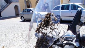Roj včel obsypal motocykl v centru Kroměříže.