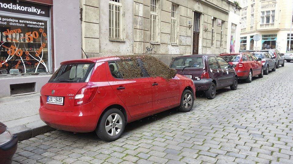 Auto v centru Prahy obsypal včelí roj.