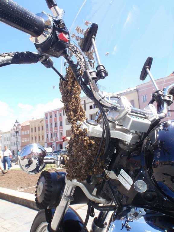 Roj včel obsypal i motocykl v centru Kroměříže.