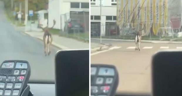 Daněk se zatoulal do Rokycan, šel po strážnících.