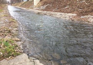 Společnost Arnika analýzou zjistila v rybách z Rokytky nadlimitní množství karcinogenních látek.