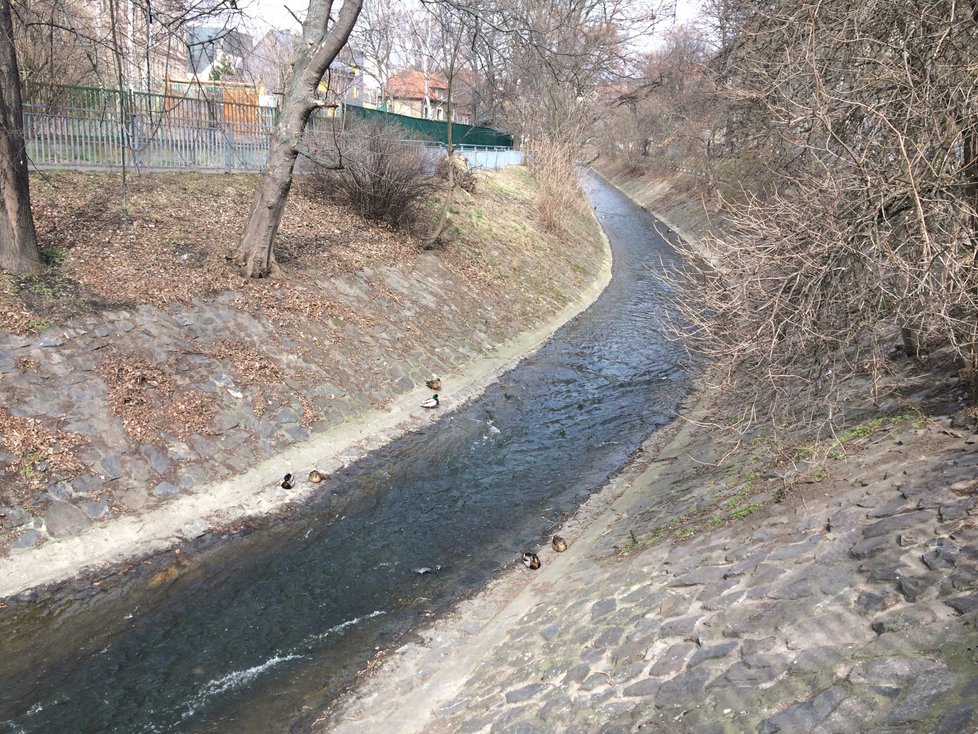 Společnost Arnika analýzou zjistila v rybách z Rokytky nadlimitní množství karcinogenních látek.