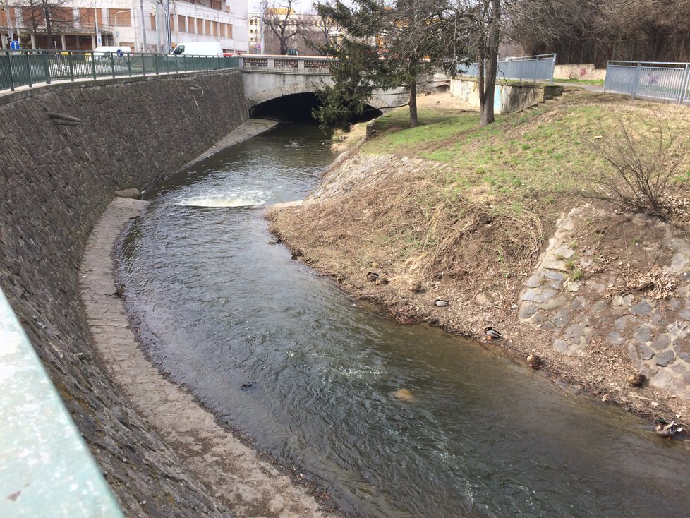 Společnost Arnika analýzou zjistila v rybách z Rokytky nadlimitní množství karcinogenních látek.