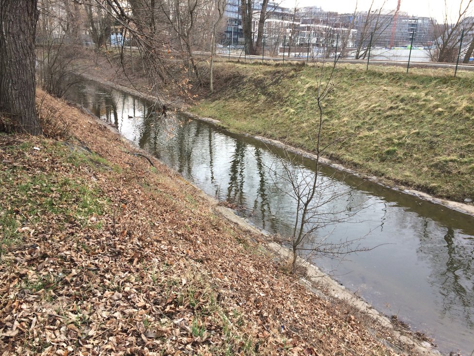 Společnost Arnika analýzou zjistila v rybách z Rokytky nadlimitní množství karcinogenních látek.