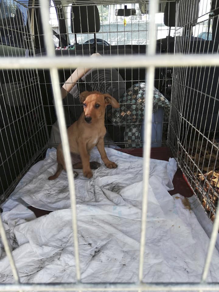 Děti psům uvazují na krk šňůrky a hází je do vody: Ochránci zvířat zachraňují štěňata z romské osady.