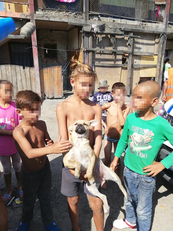Děti psům uvazují na krk šňůrky a hází je do vody: Ochránci zvířat zachraňují štěňata z romské osady.