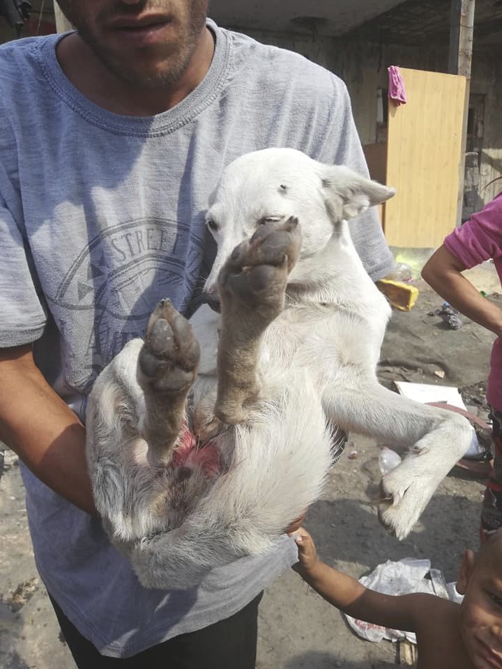 Děti psům uvazují na krk šňůrky a hází je do vody: Ochránci zvířat zachraňují štěňata z romské osady.