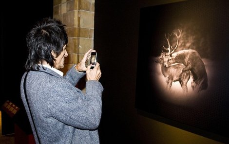 Ronnie Wood si na výstavě fotí jelena a srnu.