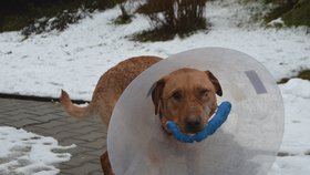 Ronnymu veterinář zafixoval čelist dráty, zraněné oko už mu ale nezachránil