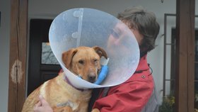 Ronnymu veterinář zafixoval čelist dráty, zraněné oko už mu ale nezachránil