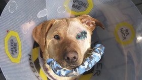Ronnymu veterinář zafixoval čelist dráty, zraněné oko už mu ale nezachránil.