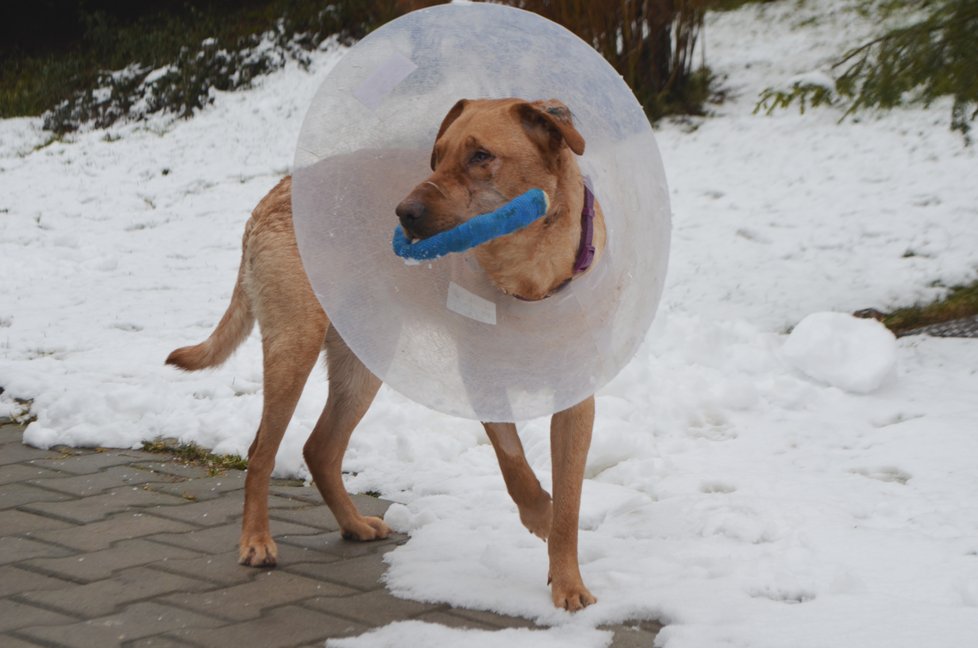 Ronnymu veterinář zafixoval čelist dráty, zraněné oko už mu ale nezachránil