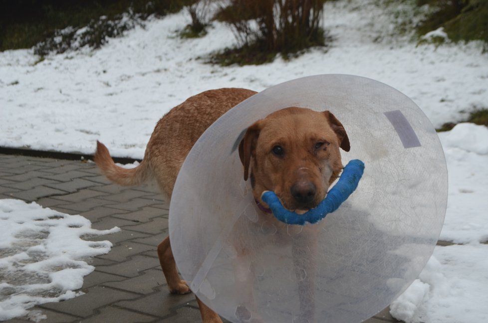 Ronnymu veterinář zafixoval čelist dráty, zraněné oko už mu ale nezachránil