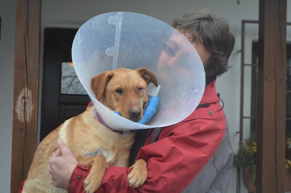 Ronnymu veterinář zafixoval čelist dráty, zraněné oko už mu ale nezachránil