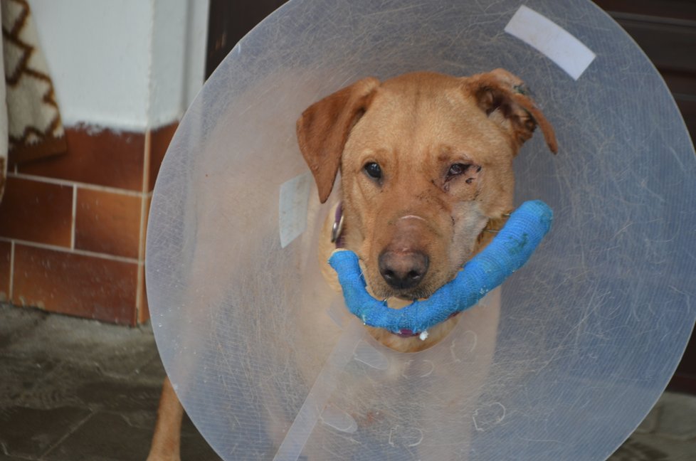 Ronnymu veterinář zafixoval čelist dráty, zraněné oko už mu ale nezachránil.