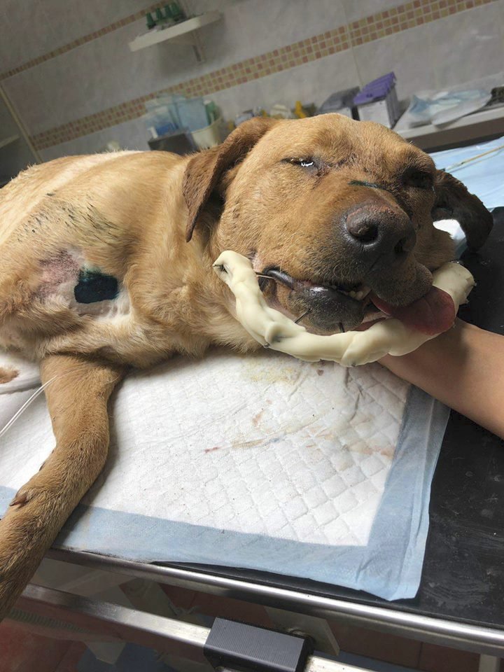 Potlučený pes musel hned na operaci.