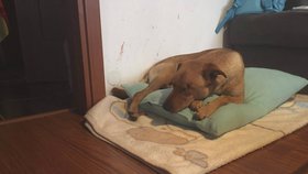 Týraný pes Ronny, kterého zachránil děčínský strážník, má konečně nový domov