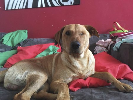 Týraný pes Ronny, kterého zachránil Děčínský strážník má nový domov