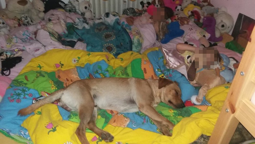 Týraný pes Ronny, kterého zachránil Děčínský strážník má konečně nový domov