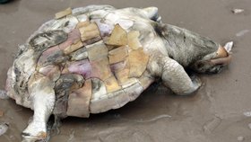 Záhranáři na pobřeží nalezli mrtvé želvy. Jestli zemřely v souvislosti s únikem ropy posoudí až expertíza