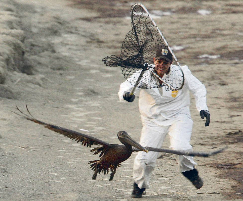Bioložka Kayla Dibenedetto se rozbíhá ua prchajícím pelikánem obaleným ropou.