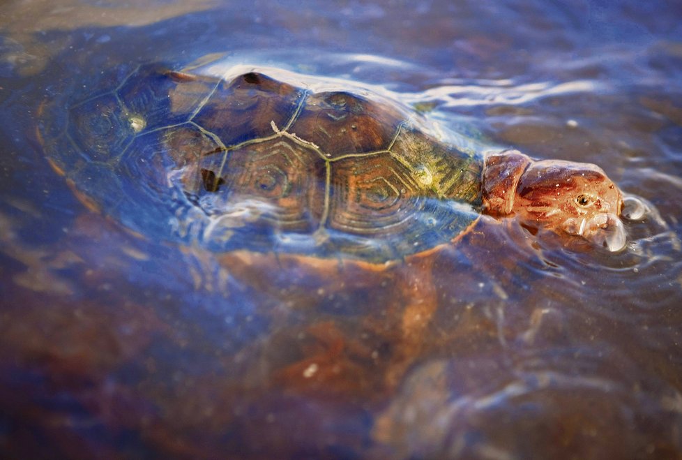 Želvy prý nemají šanci na záchranu. Panuje podezření, že jsou upalovány.