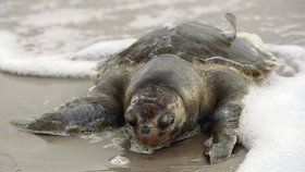Voda vyplavuje na pobřeží živočichy, kteří přišli do kontaktu s ropou. Většině z nich už zoologové nedokážou pomoci.