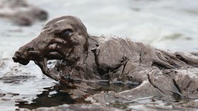 Pták na snímku je obalený ropou natolik, že se téměř nemůže hýbat a bezmocně se nechává unášet na vlnách...