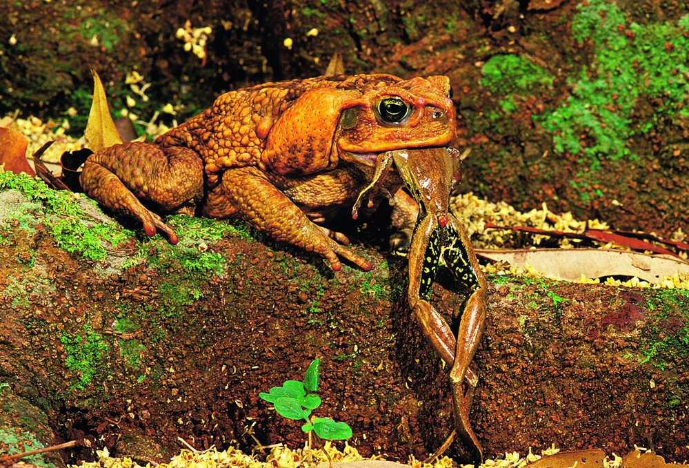 Místo aby y hubily škůdce, začaly ropuchy obrovské lovit australské žáby