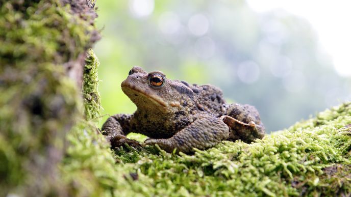 Ropuchy se vzájemně neudávají. Ekologičtí aktivisté z nevládky Děti Země ano.