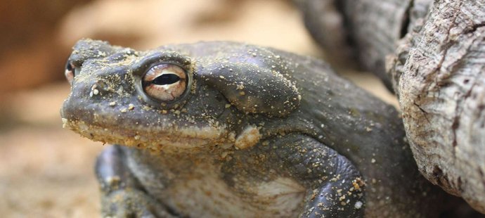 5-MeO-DMT je silný halucinogen získaný z jedu ropuchy sonorské.