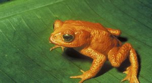 Páření v amplexu: Vzpomínka na zlaté žáby