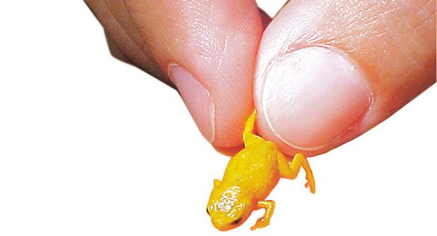 Živé lucerničky: Žáby, které se umí rozsvítit