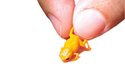 Ve srovnání s lidskými prsty vyniká miniaturizace žáby