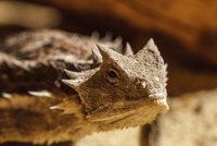 V pražské zoo chovají zmenšeninu dinosaura Triceratopse
