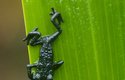 O unikáty není na Roraimě nouze, mezi jedinečné živočichy patří tmavě zelená ropucha roraimská