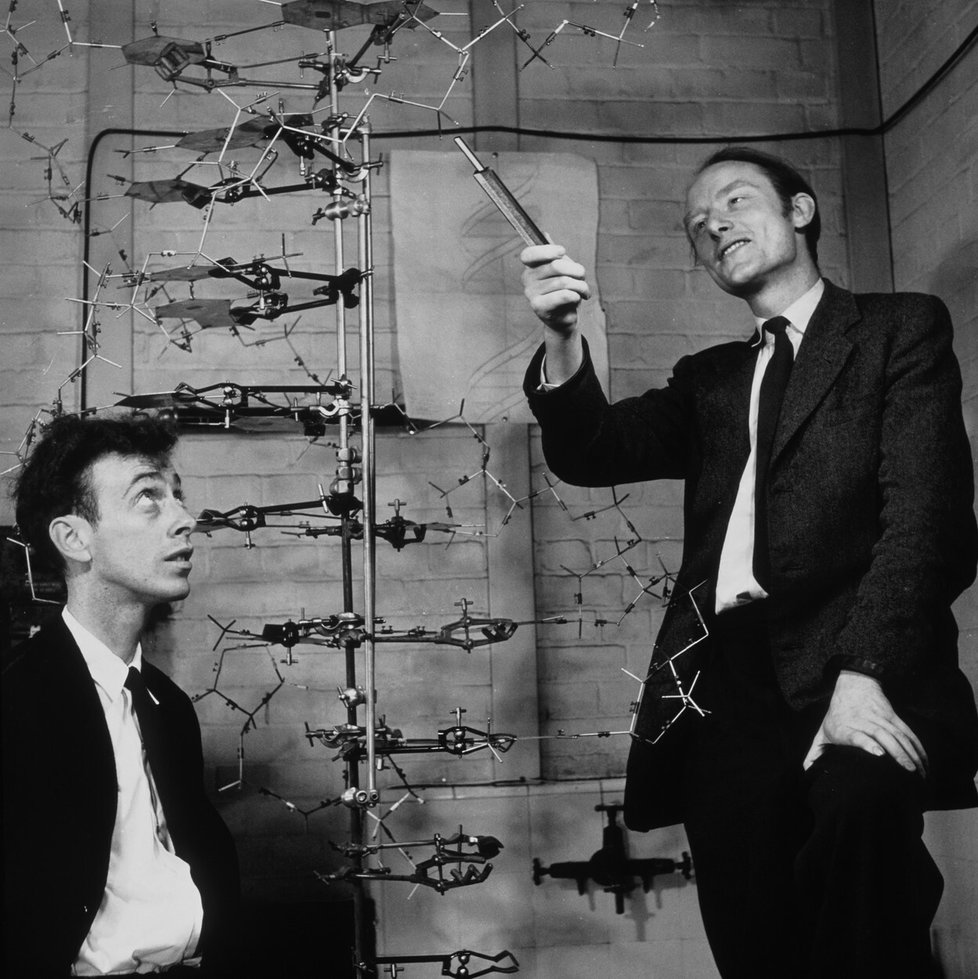 Vědci Watson and Crick se svým modelem DNA, ke kterému jim dopomohly i závěry Rosalind Franklinové.