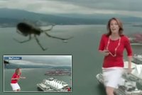 Televizní rosničku vyděsil v živém vysílání gigantický pavouk!
