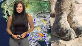 Sexy předpověď počasí: Rosnička ukázala velbloudí packu