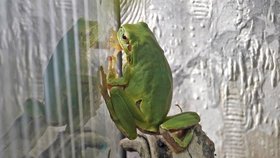 Rosnička zelená přijela na Domažlicko z Itálie mezi kedlubny, ujala se jí zvířecí záchranářka.